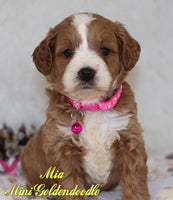 Mia Female F1B Mini Goldendoodle $2645