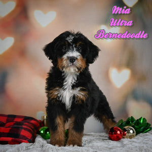 Mia Female Ultra Bernedoodle $750