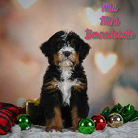 Mia Female Mini Bernedoodle $975