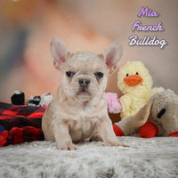 Mia Female French Bulldog $1350