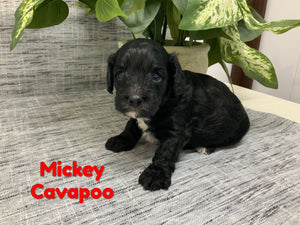  Cavapoo 