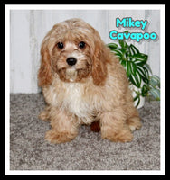 Cavapoo