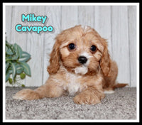 Mikey Male Cavapoo $995