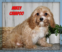 Mikey Male Cavapoo $625