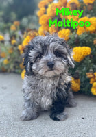 Mikey Male Maltipoo $1625