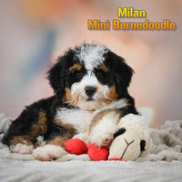 Milan Male Mini Bernedoodle $950