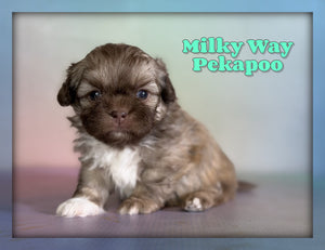 Pekapoo