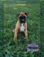 Millie Female Boxer $475