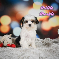 Millie Female Morkie $1100