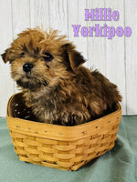 Millie Female Yorkipoo $900