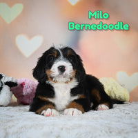 Milo Male Bernedoodle $1250