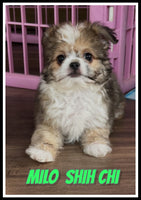 Milo Male Shih-Chi $950