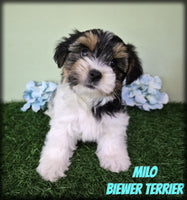 Biewer Terrier