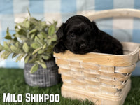 Milo Male Shihpoo $950