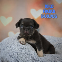 Milo Male AKC Fluffy French Bulldog $2499