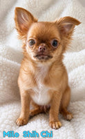 Milo Male Shih-Chi $1150