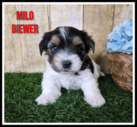 Milo Male Biewer Terrier $2500