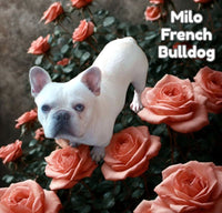 Milo Male AKC French Bulldog $450