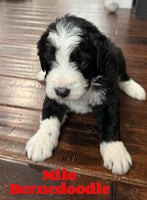 Milo Male Bernedoodle $1650