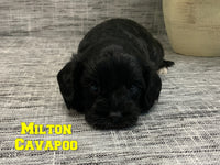 Milton Male F1B Cavapoo $850