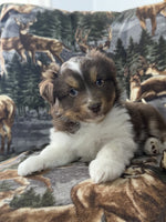 Mini Australian Shepherd