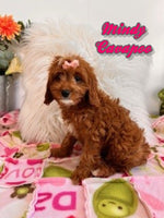 Mindy Female Cavapoo $1250