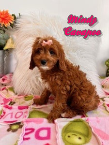 Cavapoo