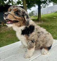 Mini Aussiepoo