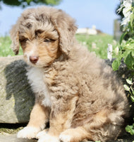 Mini Aussiepoo