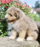 Mini Aussiepoo