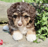 Mini Aussiepoo