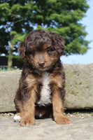  Mini Aussiepoo