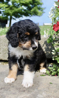  Mini Aussiepoo