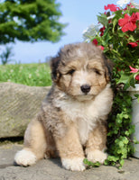 Mini Aussiepoo