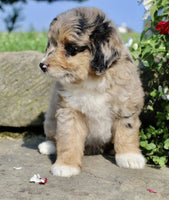 Mini Aussiepoo