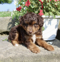  Mini Aussiepoo