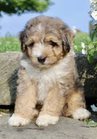 Mini Aussiepoo