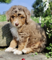 Mini Aussiepoo