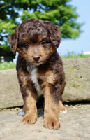  Mini Aussiepoo