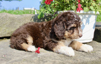 Mini Aussiepoo