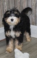 Mini Bernedoodle