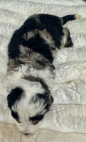 Mini Bernedoodle