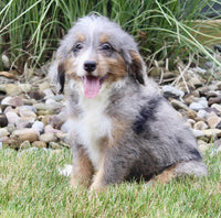 Mini Bernedoodle