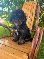 Mini Cockapoo