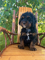 Mini Cockapoo