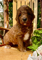 Mini Goldendoodle