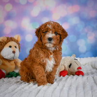 Mini Goldendoodle