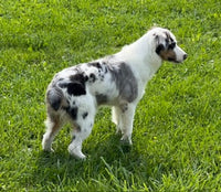 Mini Australian Shepherd
