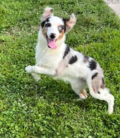 Mini Australian Shepherd