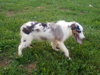 Mini Australian Shepherd